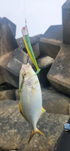 ショゴの釣果