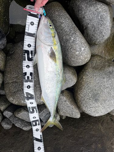ワラサの釣果