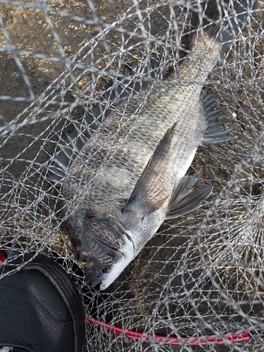 クロダイの釣果