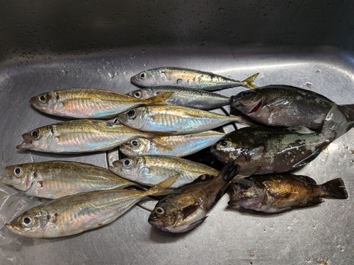 アジの釣果