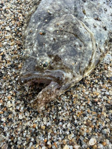 ヒラメの釣果