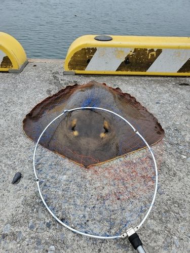 エイの釣果