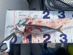 サバの釣果