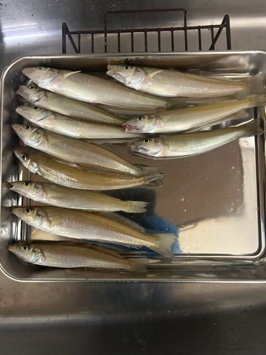 キスの釣果