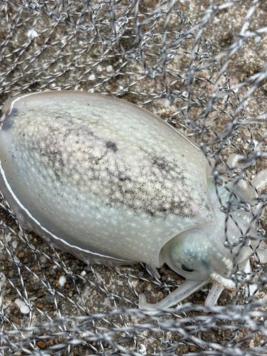 コウイカの釣果