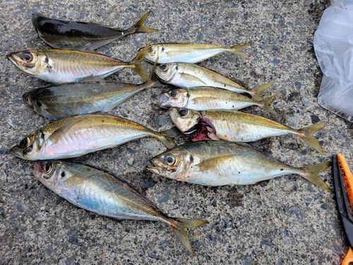 アジの釣果