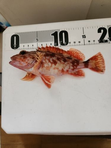 カサゴの釣果