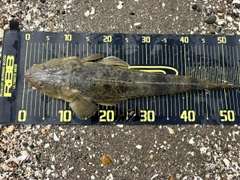 マゴチの釣果