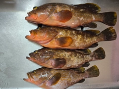 キジハタの釣果