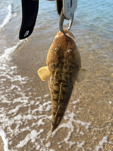 マゴチの釣果