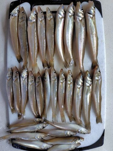 キスの釣果