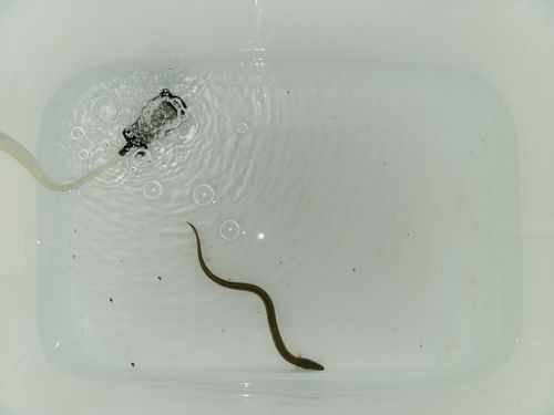 ウナギの釣果
