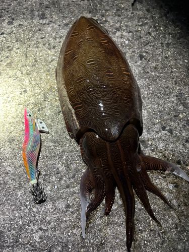 コウイカの釣果