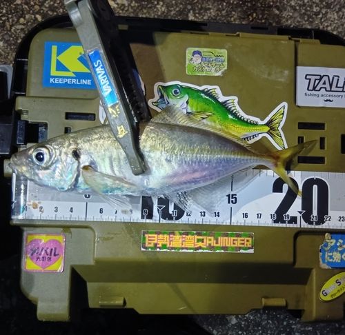マアジの釣果