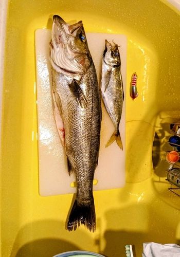 シーバスの釣果