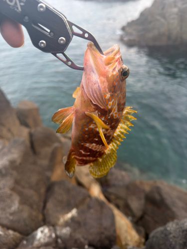 キジハタの釣果