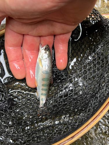 ヤマメの釣果