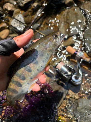 ヤマメの釣果