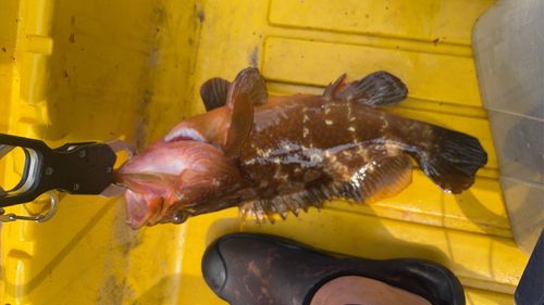 キジハタの釣果