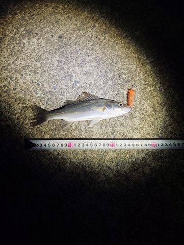 セイゴ（マルスズキ）の釣果