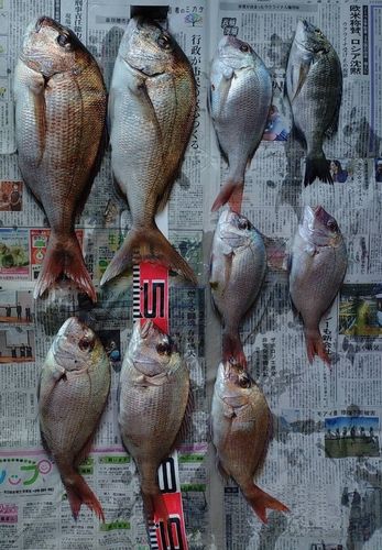マダイの釣果