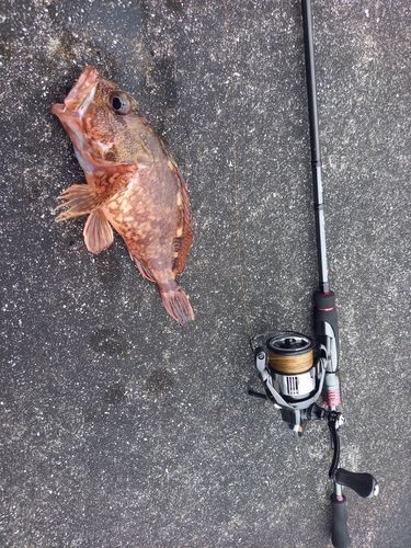 カサゴの釣果