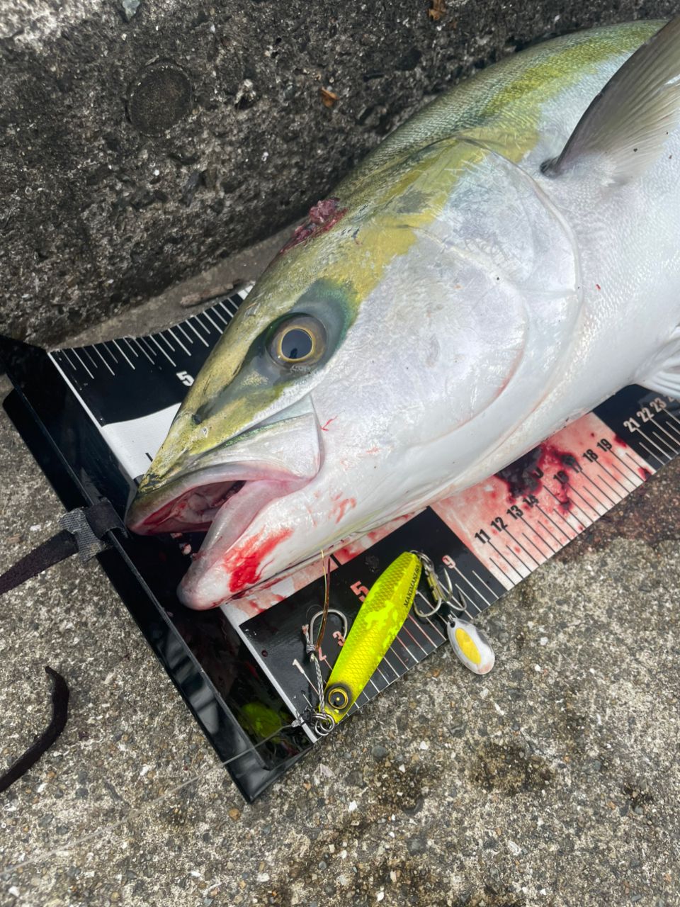DAIWA 18ブラスト LT LT6000D-Hの最安値・インプレ・釣果 | 本音の