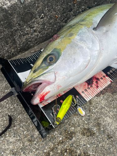 メジロの釣果
