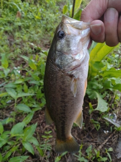 ラージマウスバスの釣果