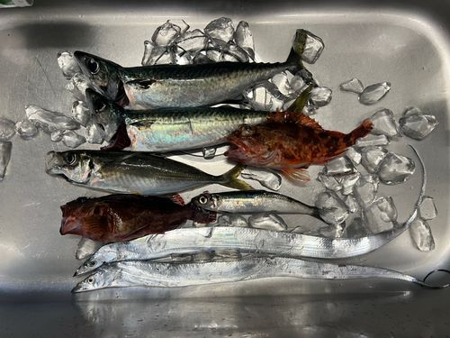 サバの釣果