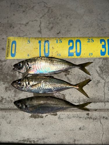 マアジの釣果