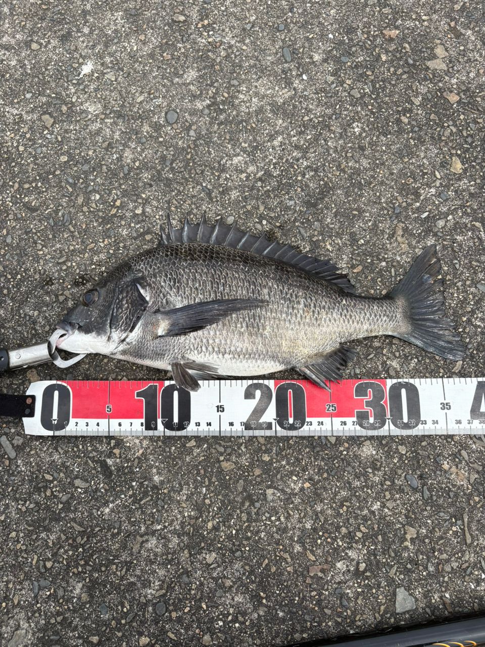 チヌの釣果写真