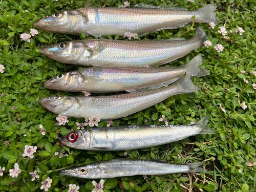 キスの釣果