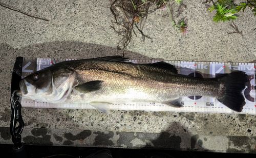 シーバスの釣果