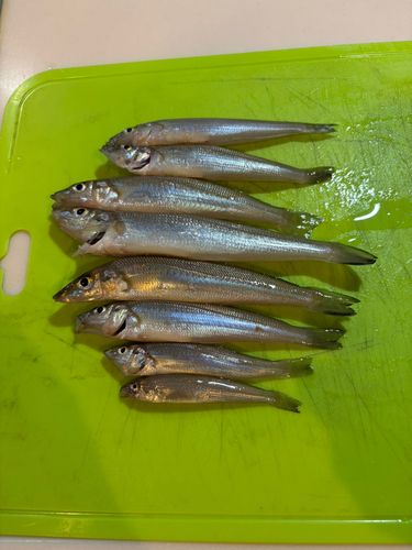 キスの釣果