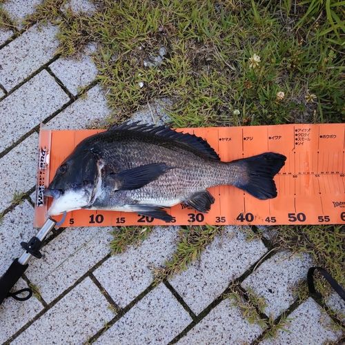 チヌの釣果