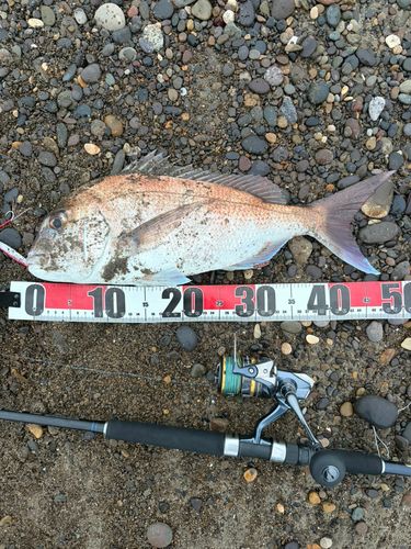 タイの釣果