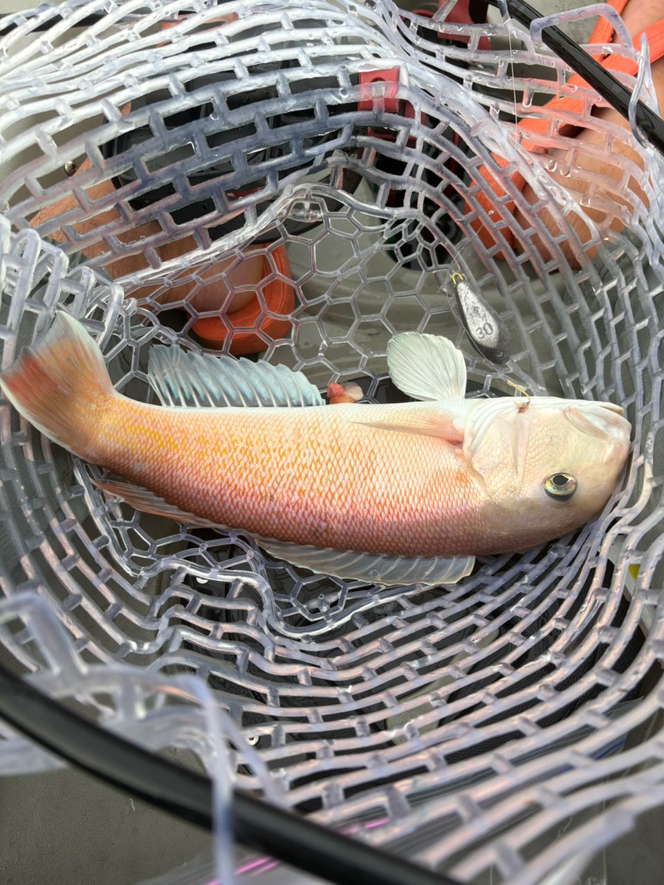 シロアマダイ・ハモ・アジの釣果写真