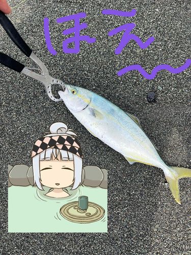 ワカシの釣果