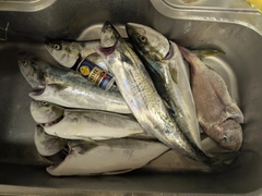 サワラの釣果