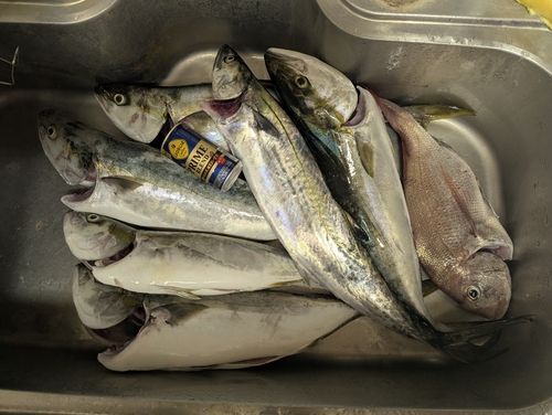 サワラの釣果
