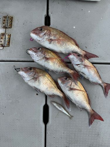 マダイの釣果