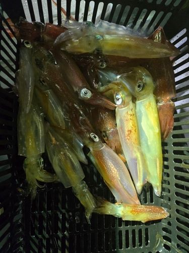 ケンサキイカの釣果