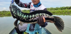 ジャイアントスネークヘッドの釣果