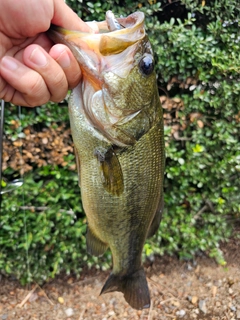 ラージマウスバスの釣果
