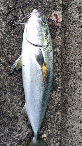 ブリの釣果