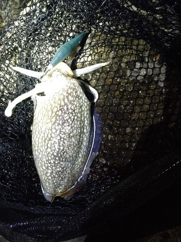 シリヤケイカの釣果