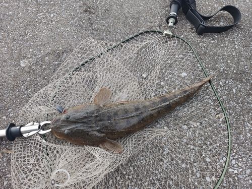 マゴチの釣果