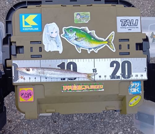 アカカマスの釣果