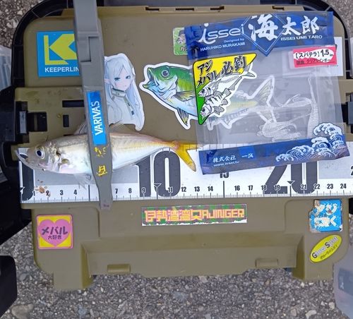 マアジの釣果